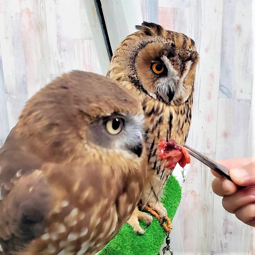 フクロウの餌（ふくろうエサ）販売 | 体験型フクロウカフェ あうるぱーく フクロウカフェ東京池袋 公式 Owlpark owlscafe  Ikebukuro