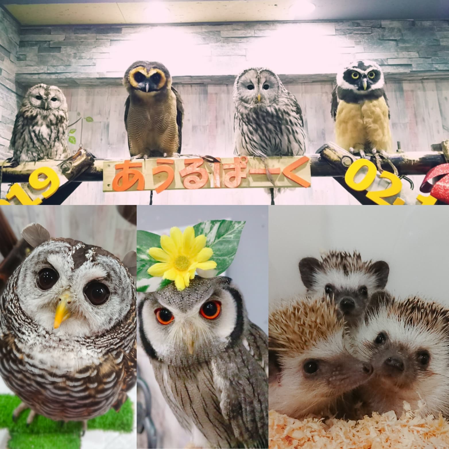 あうるぱーくフクロウカフェ池袋gw営業のお知らせ