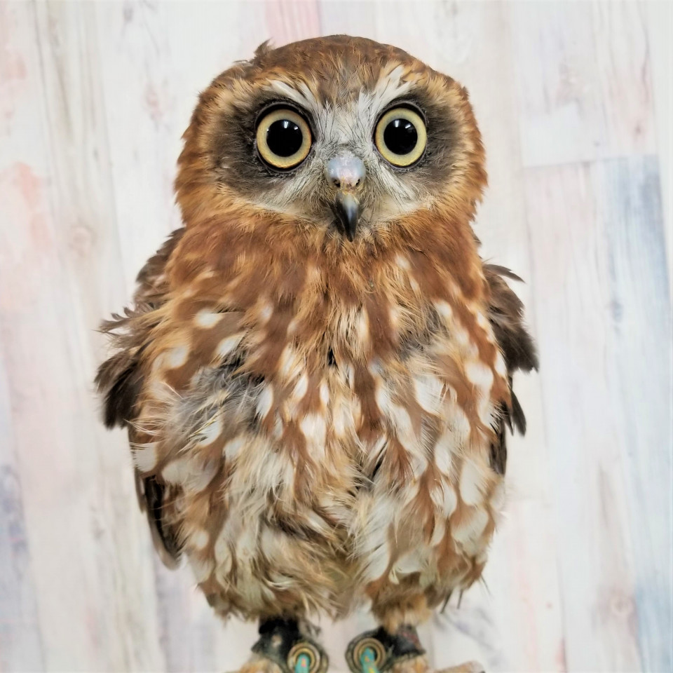 フクロウカフェに仲間が加わりました 新人紹介 ふくろう 体験型フクロウカフェ あうるぱーく フクロウカフェ東京池袋 公式 Owlpark Owlscafe Ikebukuro