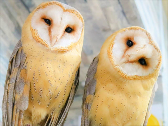 あうるぱーくのメンフクロウ紹介 Barn Owl Introduction あうるぱーく フクロウカフェ池袋 東京 Owlpark Owl Cafe Ikebukuro 公式