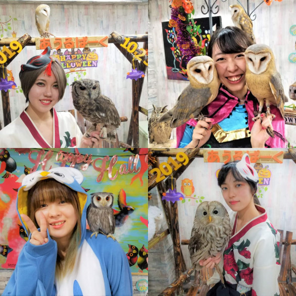 フクロウ ハリネズミ アニマルカフェ東京 池袋スタッフ募集 あうるぱーく フクロウカフェ池袋 東京 Owlpark Owl Cafe Ikebukuro 公式