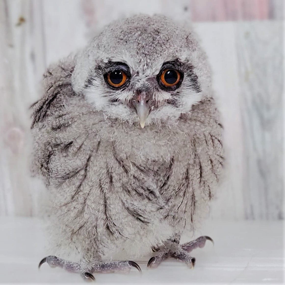 オオカミとフクロウ 帽子 3_000000000151.jpg?1733964974