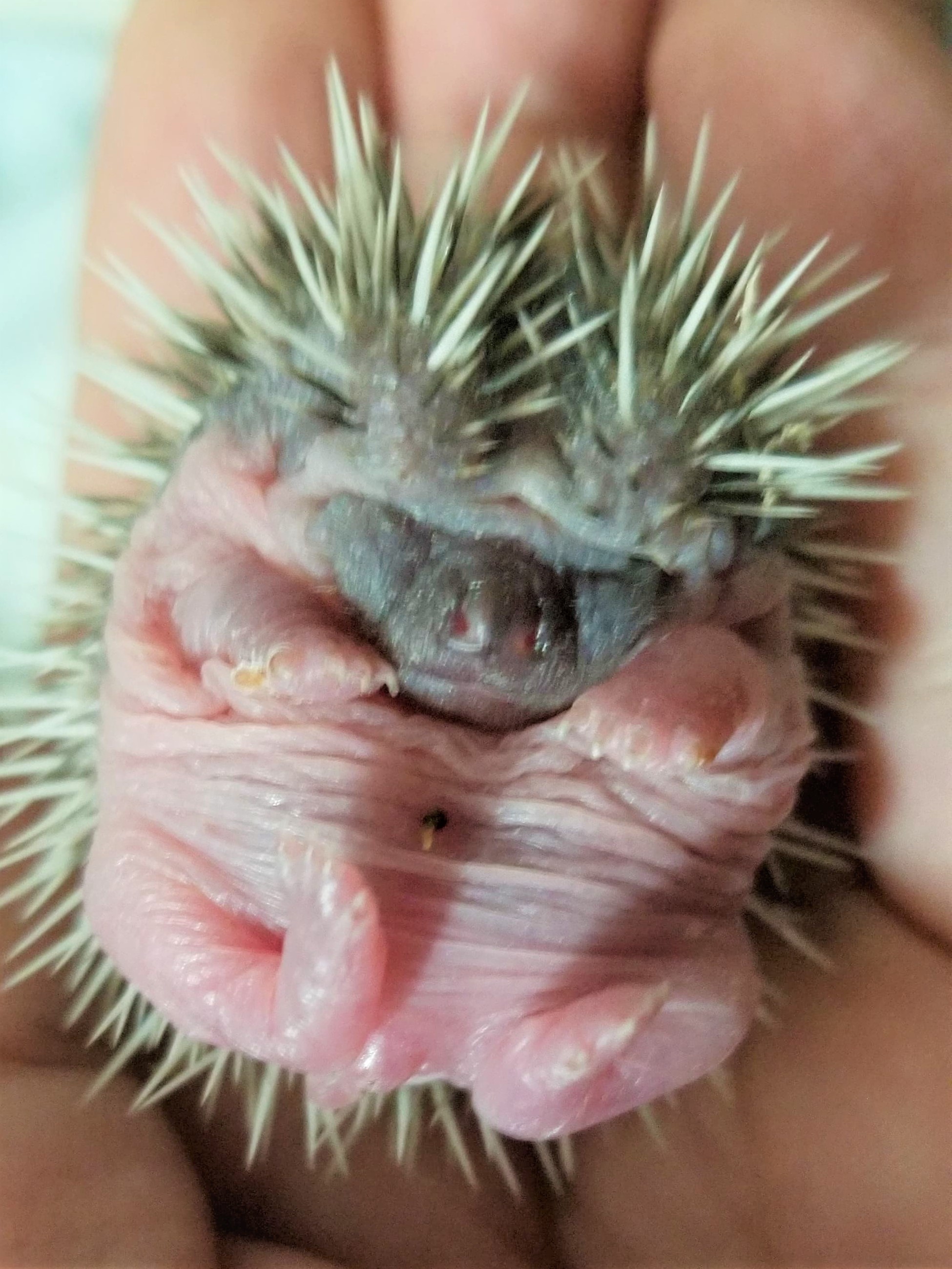 ハリネズミの五つ子ちゃん誕生！あうるぱーくフクロウカフェ | 体験型
