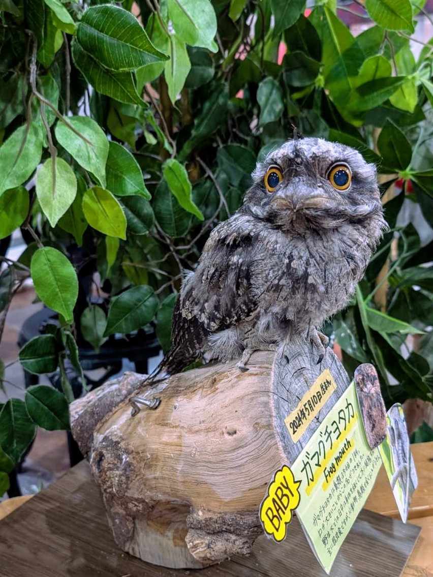 82c68520b216927ac164de9e84c58f