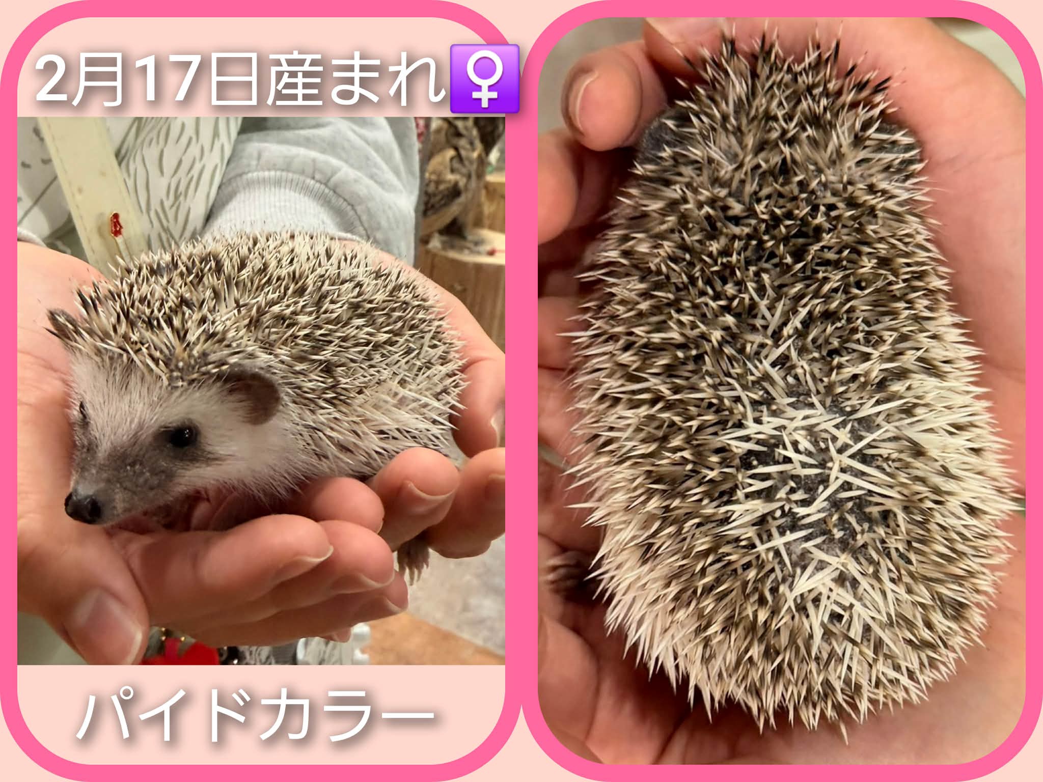 ハリネズミの三つ子ちゃん🦔お迎え募集中 | 体験型フクロウカフェ あう