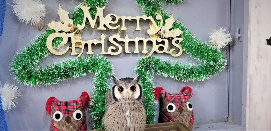 かわいいフクロウとクリスマスatあうるぱーくフクロウカフェ池袋 あうるぱーく フクロウカフェ池袋 東京 Owlpark Owl Cafe Ikebukuro 公式