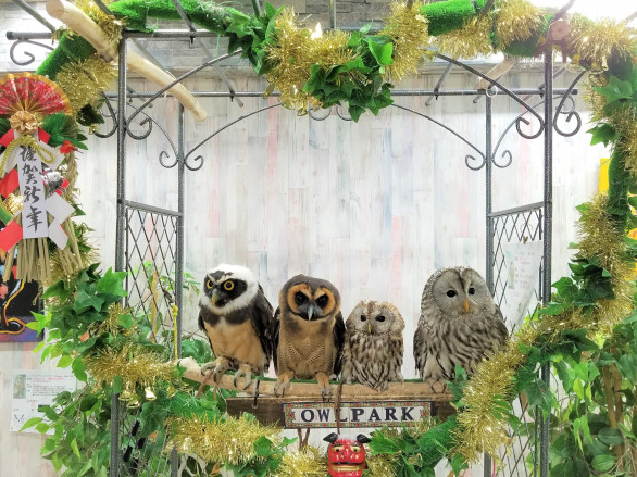 あうるぱーく フクロウカフェ池袋 東京 Owlpark Owl Cafe Ikebukuro 公式