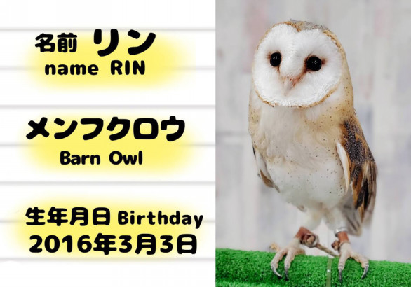 動物スタッフ フクロウカフェ東京池袋 体験型フクロウカフェ あうるぱーく フクロウカフェ東京池袋 公式 Owlpark Owlscafe Ikebukuro