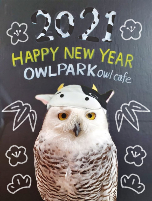 あうるぱーく フクロウカフェ池袋 東京 Owlpark Owl Cafe Ikebukuro 公式