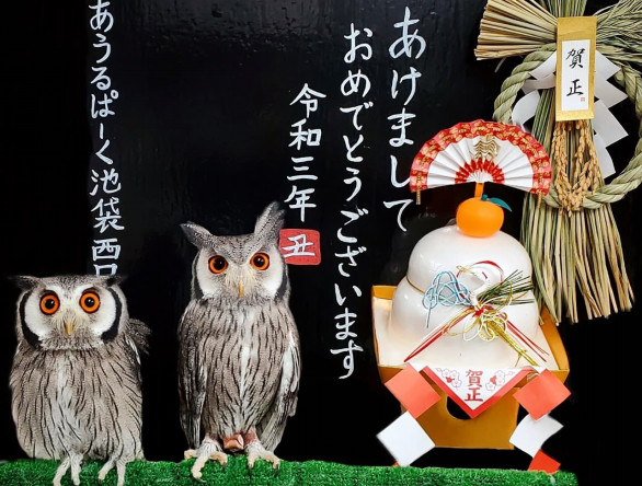 ガイド フクロウカフェ 動物カフェ案内 Owl Cafe Visit Guide あうるぱーく フクロウカフェ池袋 東京 Owlpark Owl Cafe Ikebukuro 公式