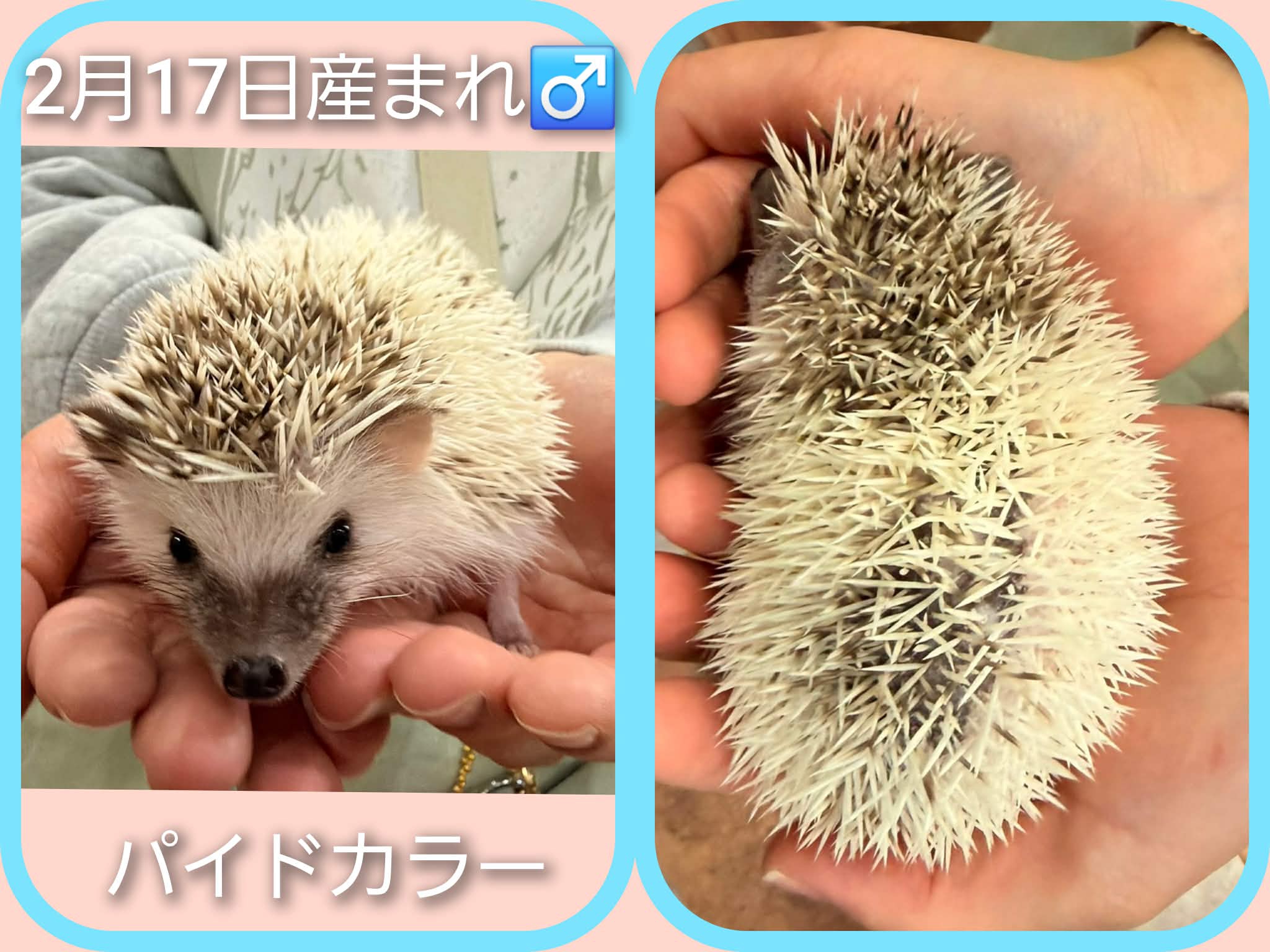 ハリネズミの三つ子ちゃん🦔お迎え募集中 | 体験型フクロウカフェ あう