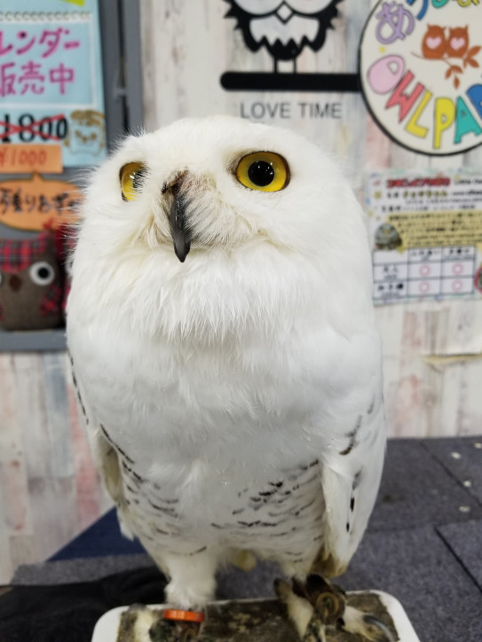 シロフクロウがやってきたぞ 体験型フクロウカフェ あうるぱーく フクロウカフェ東京池袋 公式 Owlpark Owlscafe Ikebukuro