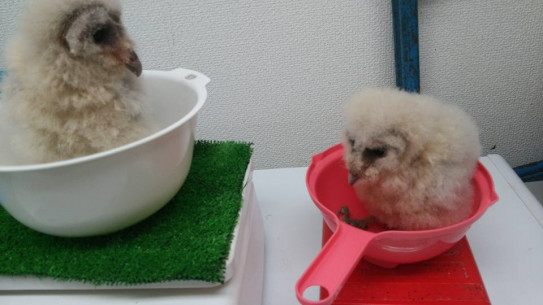 フクロウカフェのふくろうスタッフ仲良し幼馴染メンフクロウ あうるぱーく フクロウカフェ池袋 東京 Owlpark Owl Cafe Ikebukuro 公式