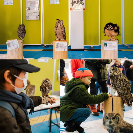 移動動物園 千葉県勝浦市で出張フクロウカフェ 体験型フクロウカフェ あうるぱーく フクロウカフェ東京池袋 公式 Owlpark Owlscafe Ikebukuro