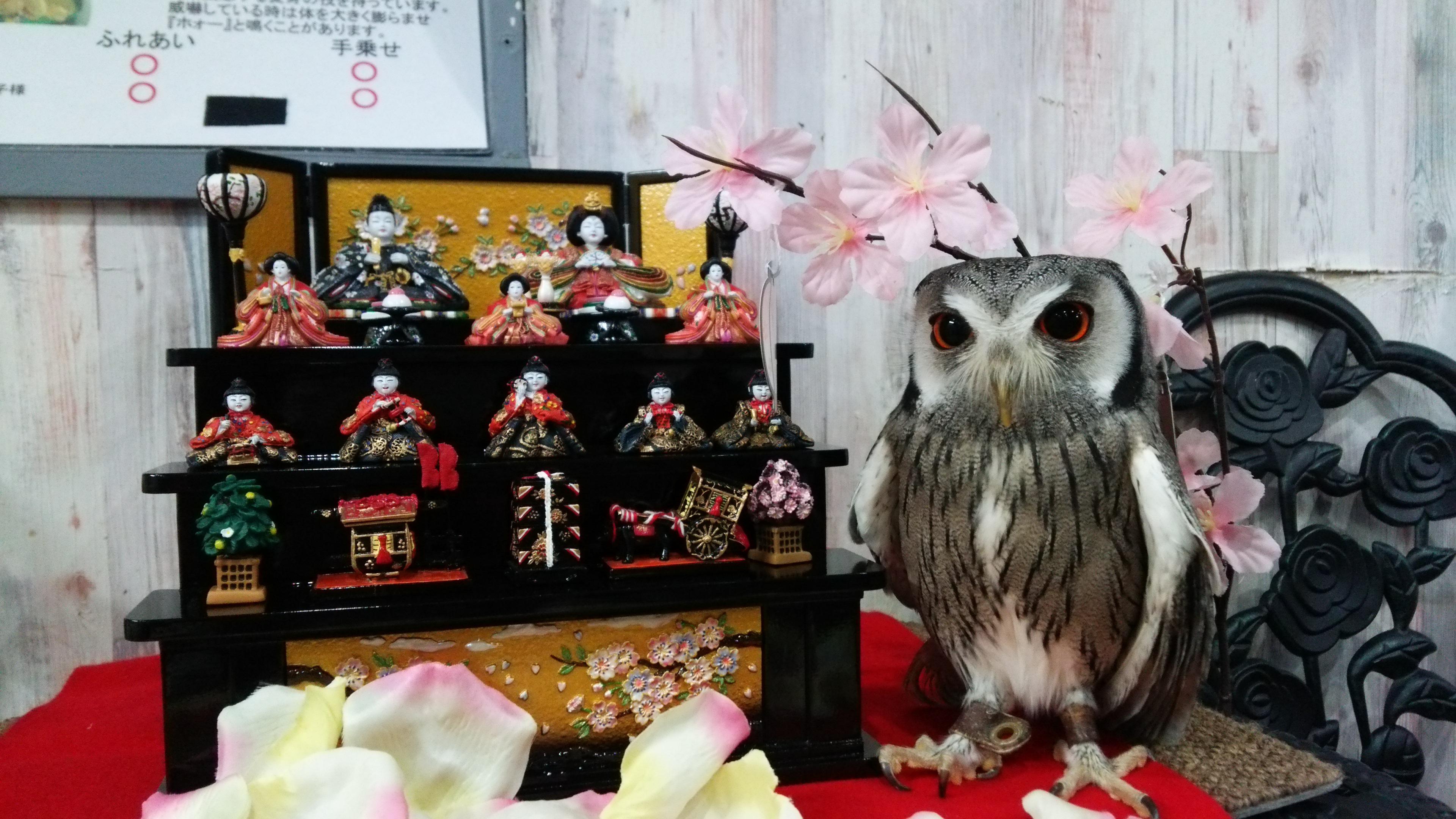 フクロウカフェでひな祭り あうるぱーく フクロウカフェ池袋/東京 Owlpark（owl cafe Ikebukuro)