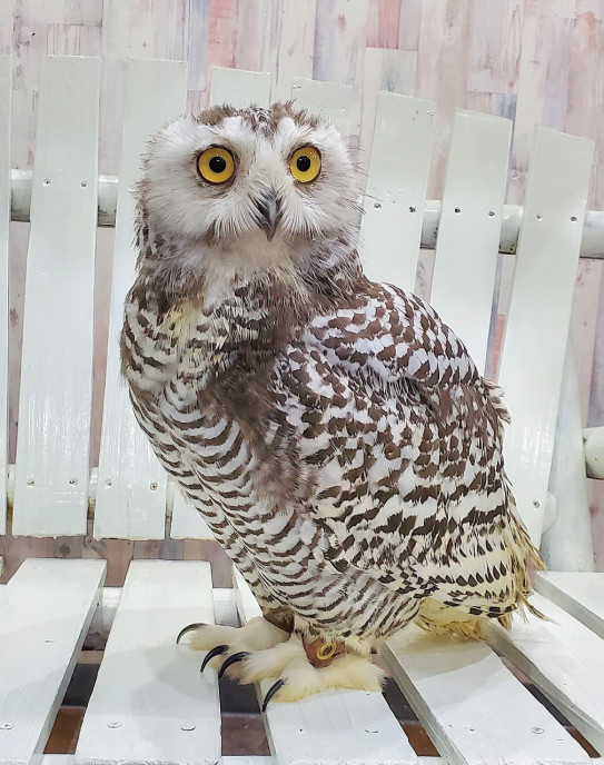 シロフクロウがやってきたぞ 体験型フクロウカフェ あうるぱーく フクロウカフェ東京池袋 公式 Owlpark Owlscafe Ikebukuro