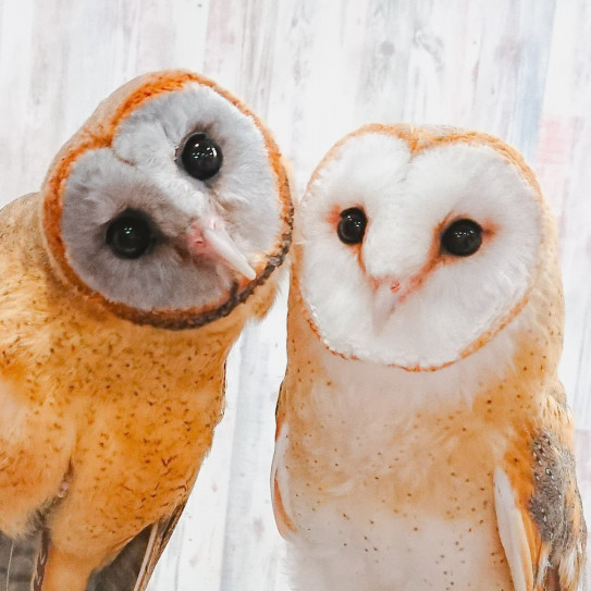 あうるぱーくのメンフクロウ紹介 Barn Owl Introduction 体験型フクロウカフェ あうるぱーく フクロウカフェ東京池袋 公式 Owlpark Owlscafe Ikebukuro