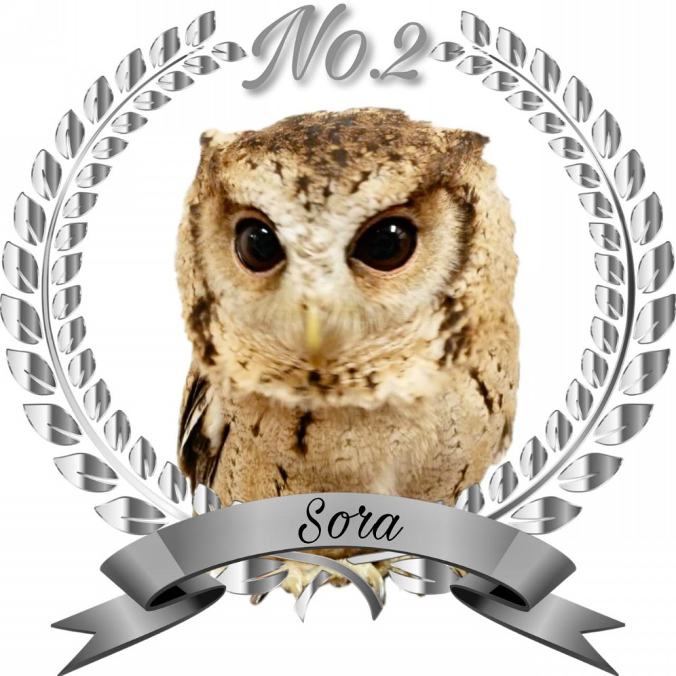19年 あうるぱーく推しフク ランキング発表 あうるぱーく フクロウカフェ池袋 東京 Owlpark Owl Cafe Ikebukuro 公式 19年 あうるぱーく推しフク ランキング発表 あうるぱーく フクロウカフェ池袋 東京 Owlpark Owl Cafe Ikebukuro 公式