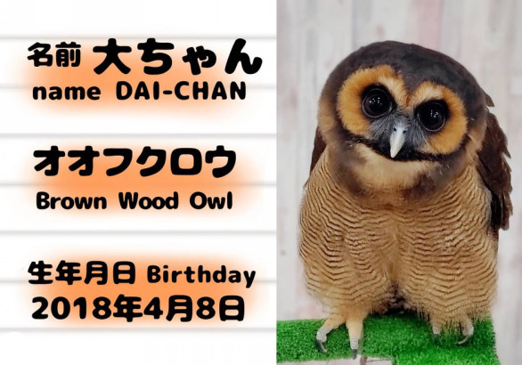 動物スタッフ フクロウカフェ東京池袋 体験型フクロウカフェ あうるぱーく フクロウカフェ東京池袋 公式 Owlpark Owlscafe Ikebukuro 動物スタッフ フクロウカフェ東京池袋 体験型フクロウカフェ あうるぱーく フクロウカフェ東京池袋 公式 Owlpark Owlscafe Ikebukuro