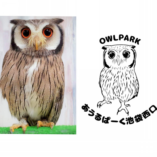 可愛いふくろうオリジナルtシャツ あうるぱーく フクロウカフェ池袋 東京 Owlpark Owl Cafe Ikebukuro 公式