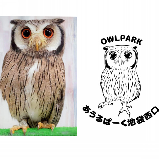 可愛いふくろうオリジナルtシャツ 東京フクロウカフェ あうるぱーく フクロウカフェ池袋 公式 Owlpark Owl Cafe Ikebukuro