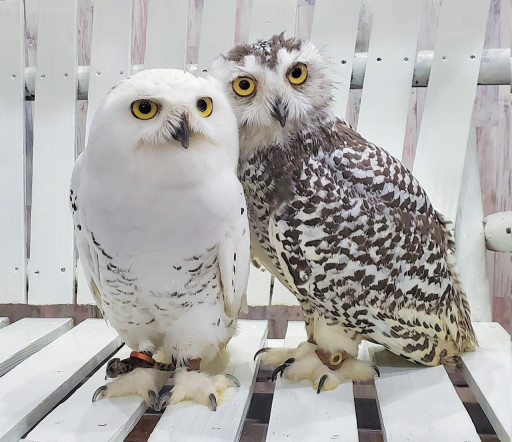 白フクロウ あうるぱーく フクロウカフェ池袋 東京 Owlpark Owl Cafe Ikebukuro 公式
