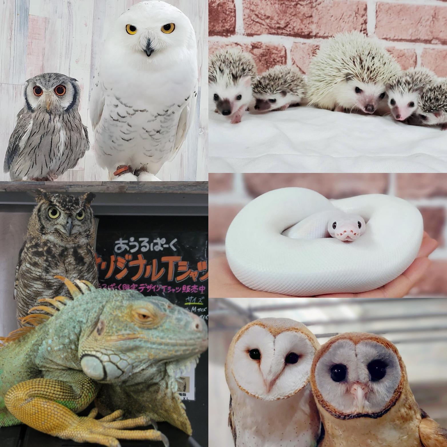 フクロウカフェ東京 池袋西口 あうるぱーく | 体験型フクロウカフェ