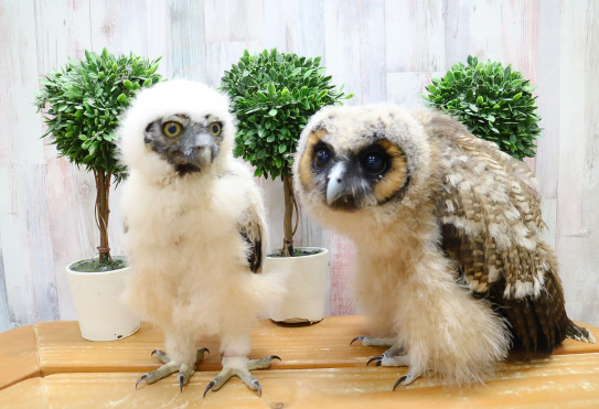 メガネフクロウのひながフクロウカフェに仲間入り あうるぱーく フクロウカフェ池袋 東京 Owlpark Owl Cafe Ikebukuro 公式