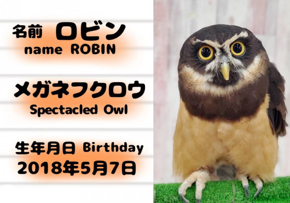 動物スタッフ フクロウカフェ東京池袋 体験型フクロウカフェ あうるぱーく フクロウカフェ東京池袋 公式 Owlpark Owlscafe Ikebukuro