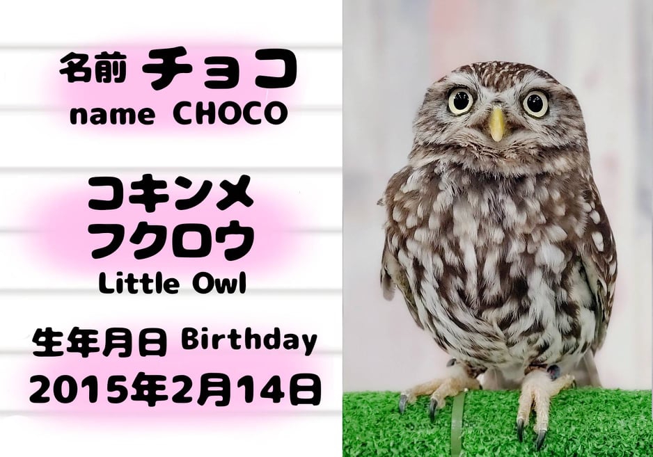 動物スタッフ紹介 フクロウカフェ東京 池袋西口 | 体験型フクロウ