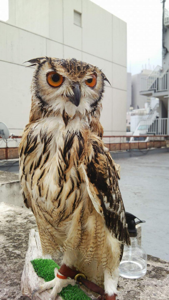 フクロウ ハリネズミ池袋西口で動物ふれあい体験 あうるぱーく フクロウカフェ池袋 東京 Owlpark Owl Cafe Ikebukuro 公式
