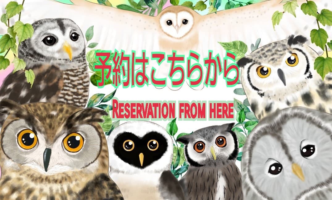 フクロウカフェ予約 Reservation Owlcafe In Tokyo 体験型フクロウカフェ あうるぱーく フクロウカフェ東京池袋 公式 Owlpark Owlscafe Ikebukuro