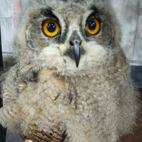 春休みに家族で動物ふれあい体験 あうるぱーく フクロウカフェ池袋 東京 Owlpark Owl Cafe Ikebukuro 公式