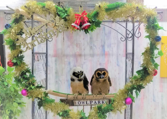 かわいいフクロウとクリスマスatあうるぱーくフクロウカフェ池袋 あうるぱーく フクロウカフェ池袋 東京 Owlpark Owl Cafe Ikebukuro 公式