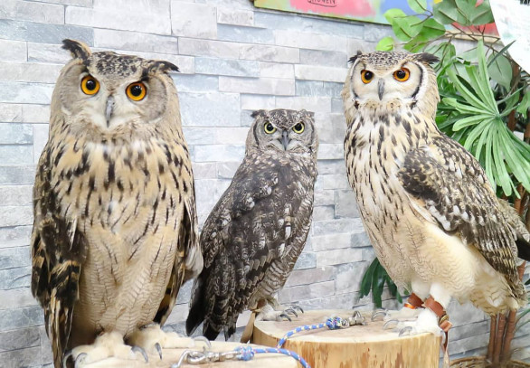 ふくろう と みみずく の 違い