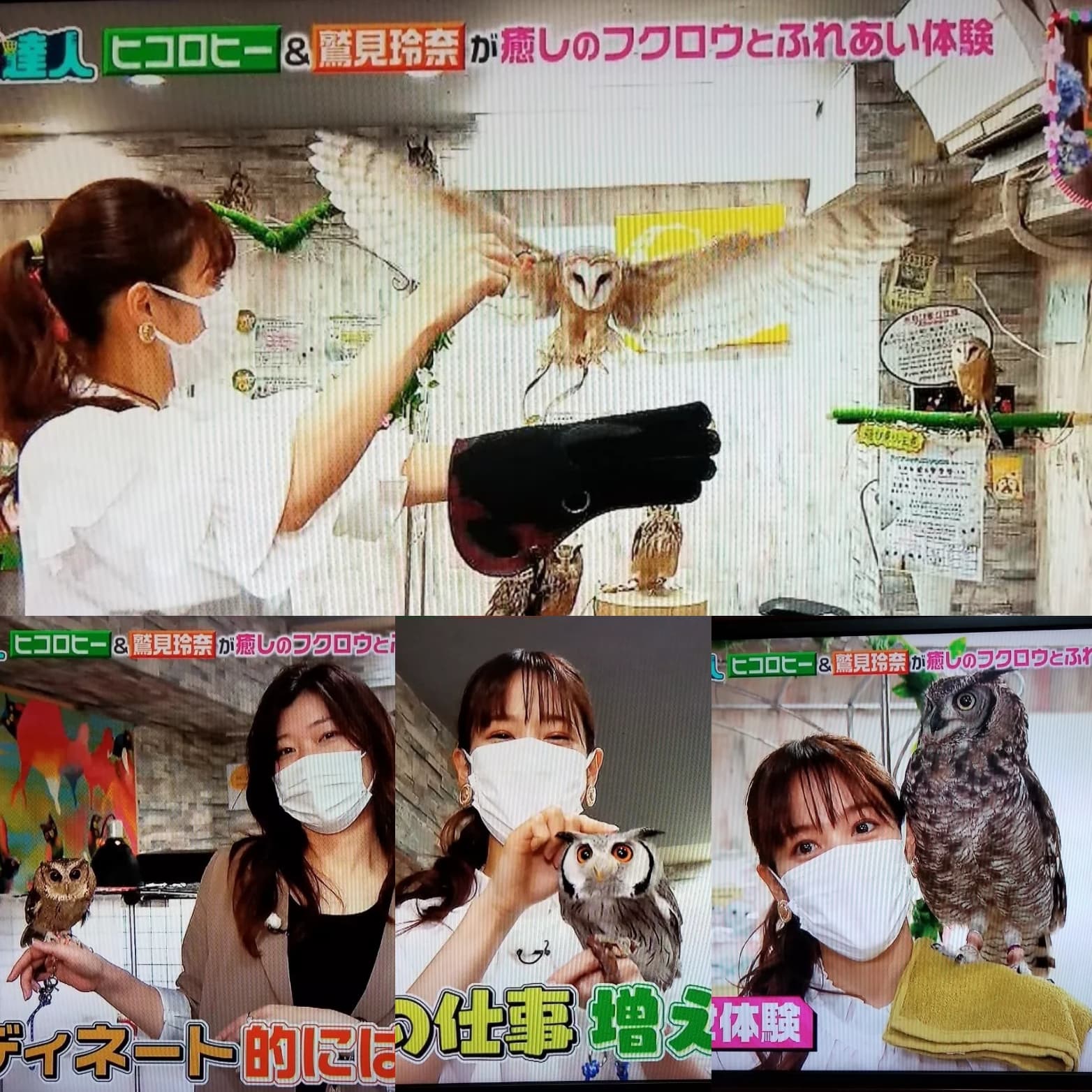 王様のブランチ”フクロウカフェ！買い物の達人 | 体験型フクロウカフェ