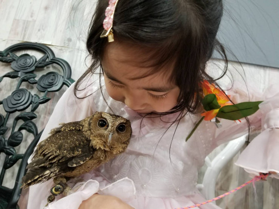 春休みに家族で動物ふれあい体験 あうるぱーく フクロウカフェ池袋 東京 Owlpark Owl Cafe Ikebukuro 公式