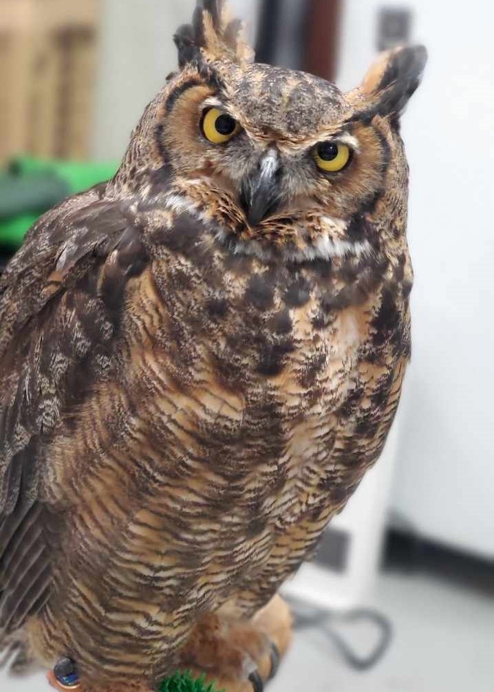 あうるぱーくに新入生 A new friend came to Owlpark | 体験型