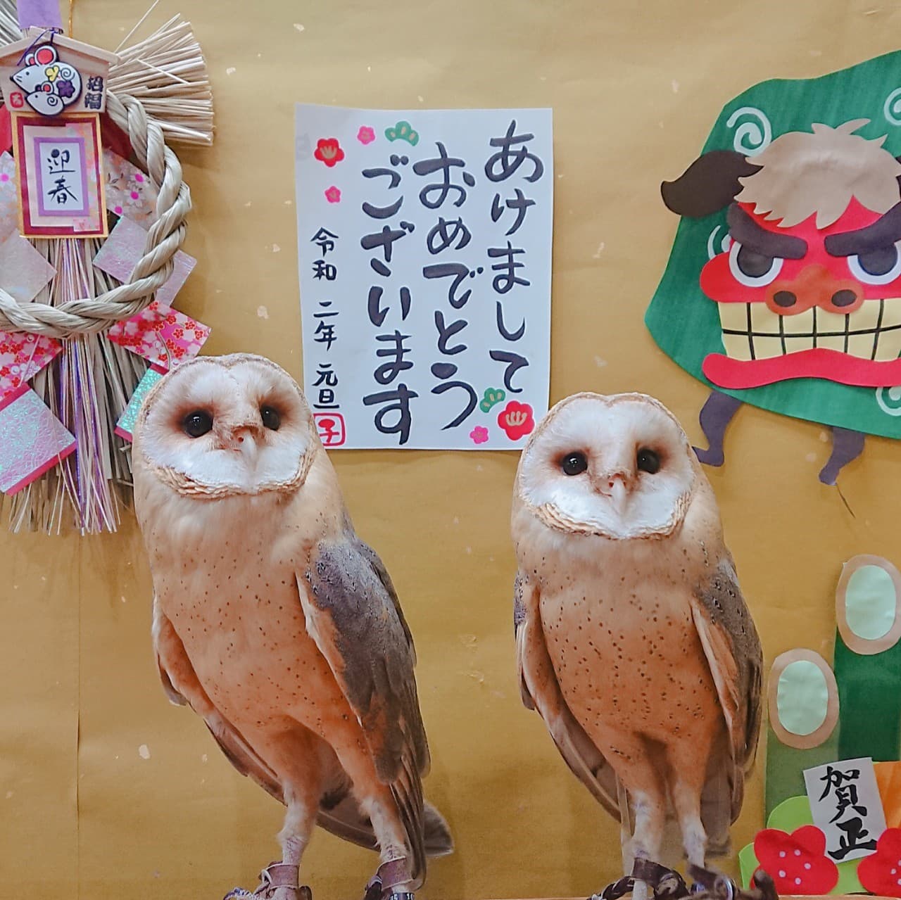 店内装飾”フクロウカフェ東京池袋 | 体験型フクロウカフェ あうる