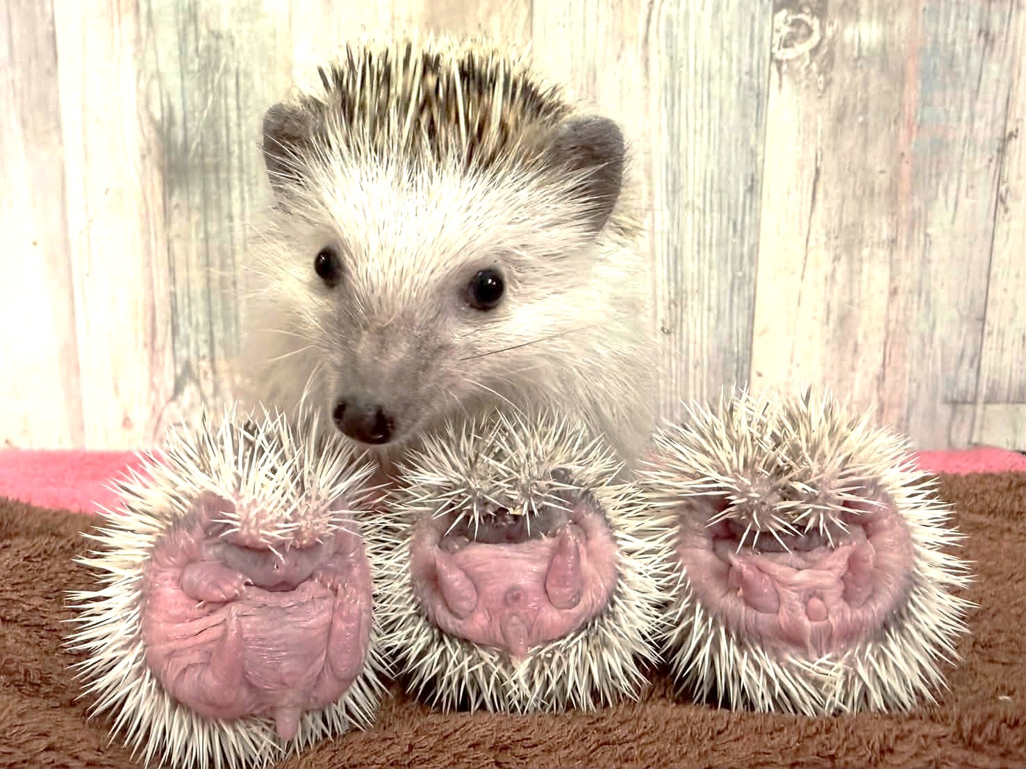 ハリネズミの三つ子ちゃん🦔お迎え募集中 | 体験型フクロウカフェ あう
