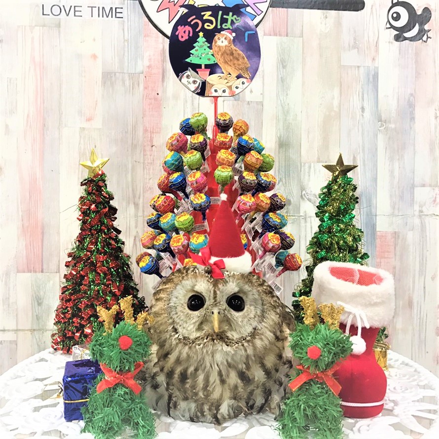 体験型 | 体験型フクロウカフェ あうるぱーく フクロウカフェ東京池袋