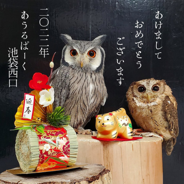 東京フクロウカフェ あうるぱーく フクロウカフェ池袋 公式 Owlpark Owl Cafe Ikebukuro