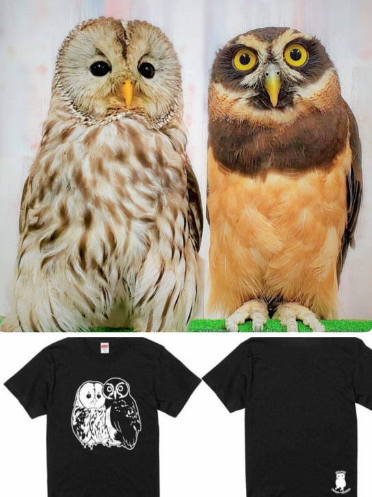 可愛いふくろうオリジナルtシャツ あうるぱーく フクロウカフェ池袋 東京 Owlpark Owl Cafe Ikebukuro 公式