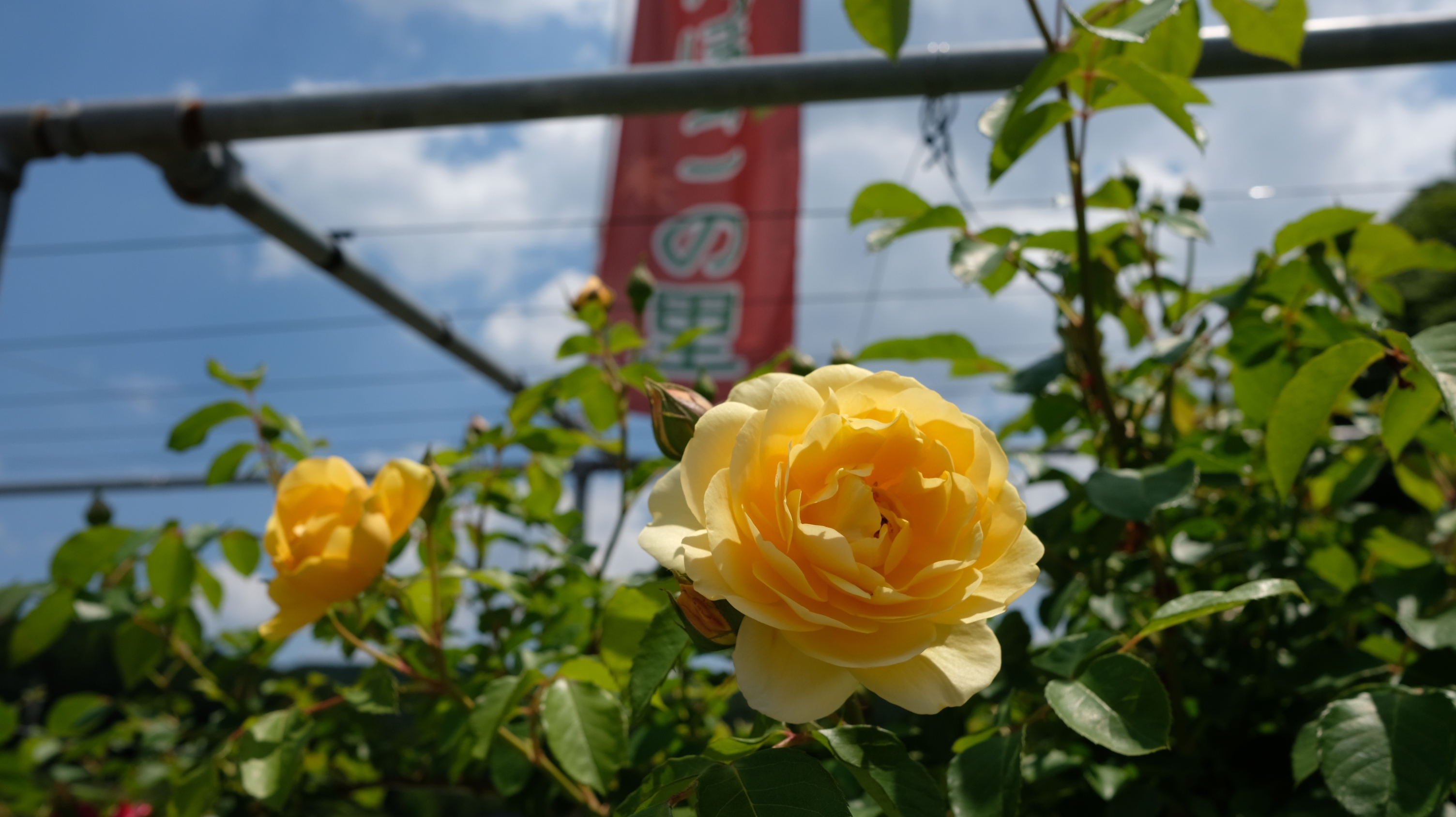 ぽんぽこの里～バラの散歩道5.17 tue | SHOP ◇ The Spiral
