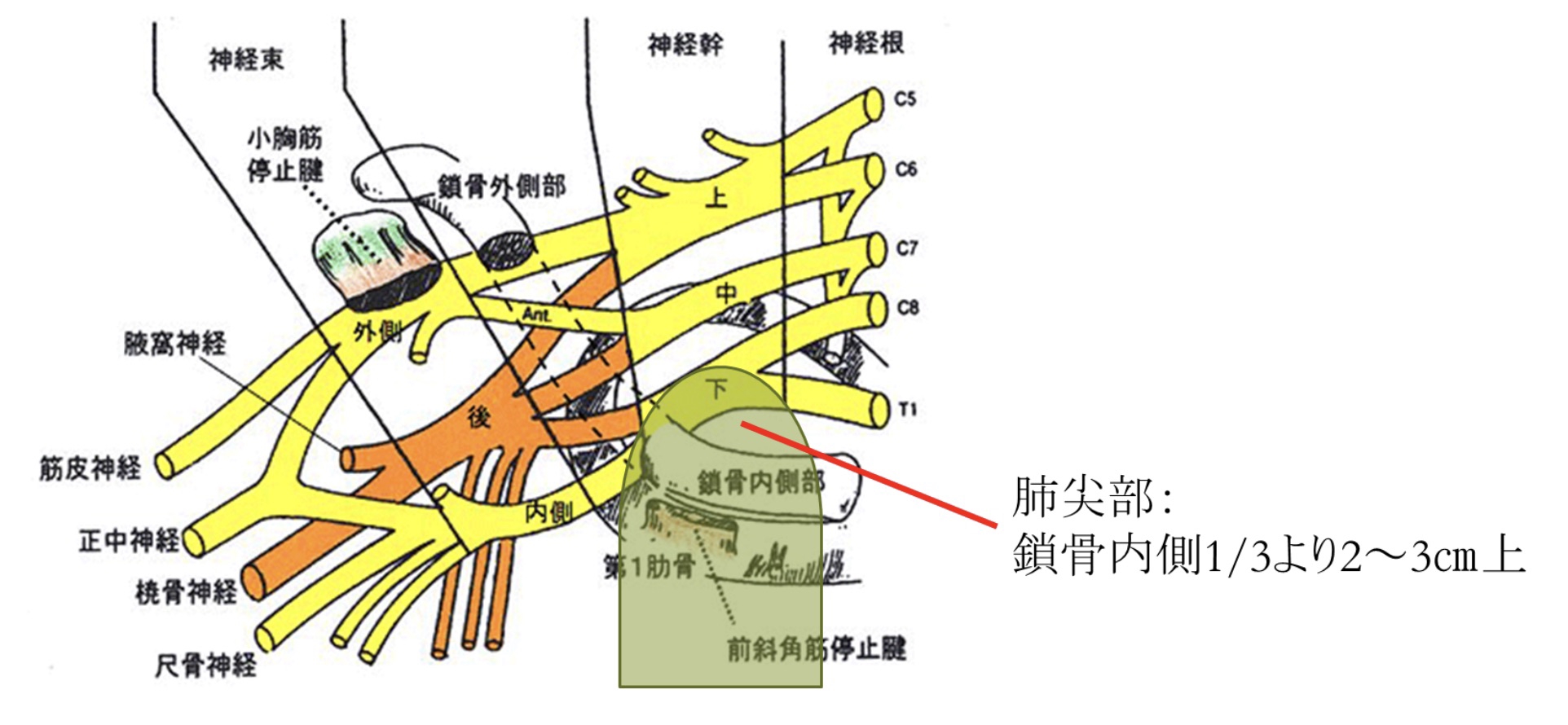 神経叢