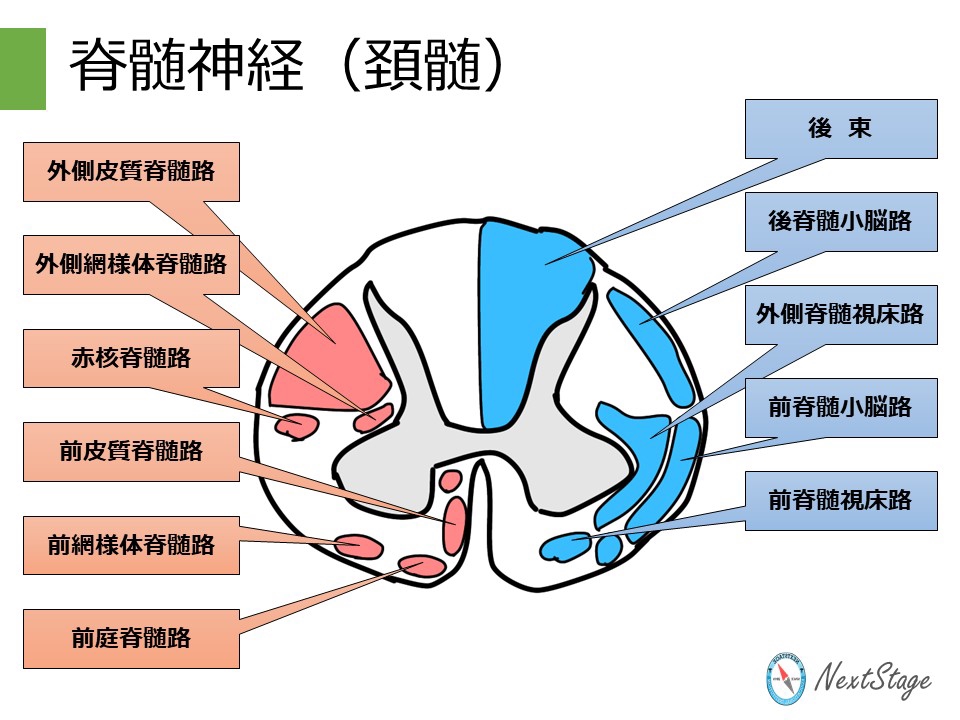 第59回PT国家試験 午後問題54 | 国試塾ネクストステージ