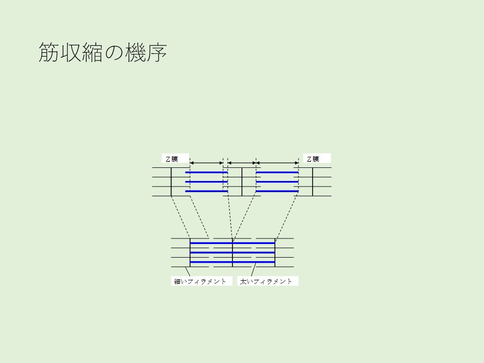 第59回理学療法士作業療法士国家試験 午前52問 | 国試塾ネクストステージ