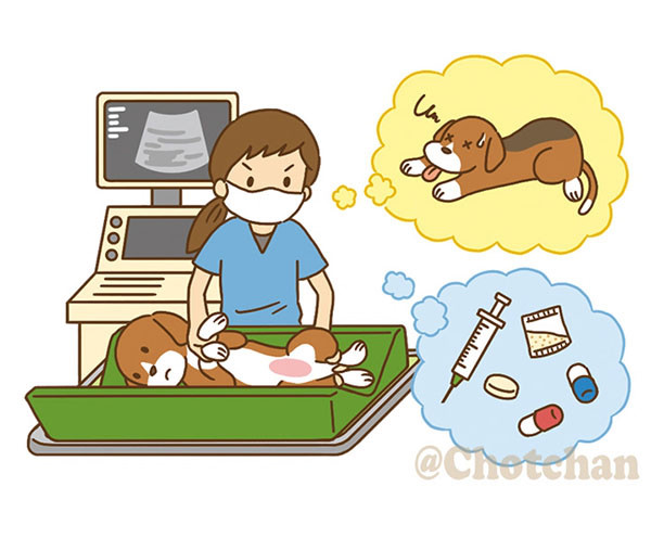 動物看護専門誌as 21年3月号 エデュワードプレス イラストレーター チョッちゃん 児童書 教材 教科書