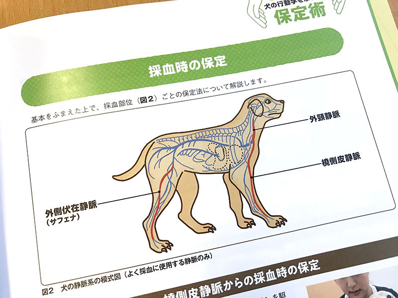 動物看護専門誌as 19年4月号 イラストレーター チョッちゃん 児童書 教材 教科書