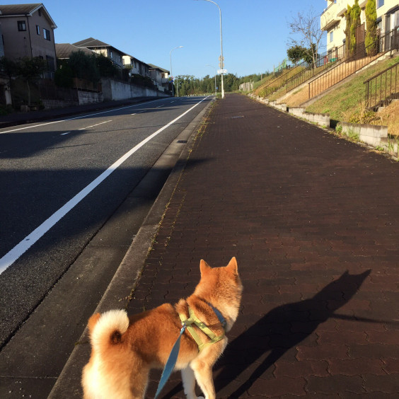 コロ助くんにいやされる W Dog S Paw コロ助くんにいやされる W Dog S Paw